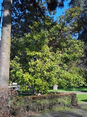 Magnolia