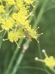 Toxomerus marginatus