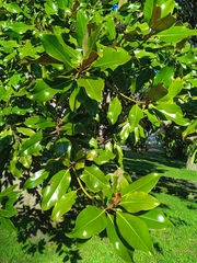 Magnolia