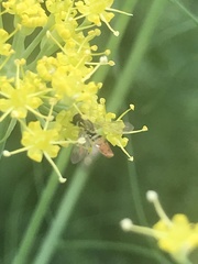 Toxomerus marginatus