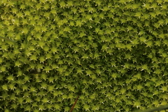 Diobelonella palustris