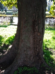 Magnolia