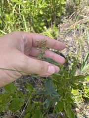Lysimachia asperulifolia