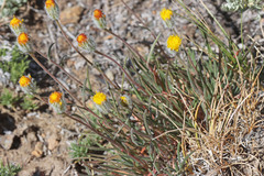 Erigeron bloomeri bloomeri
