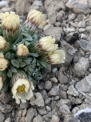 Townsendia jonesii tumulosa