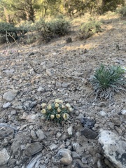 Townsendia jonesii tumulosa