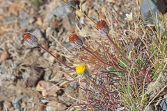 Erigeron bloomeri bloomeri