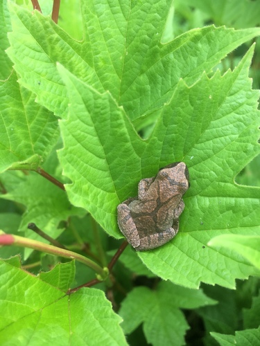 Spring Peeper photographed in Michigan