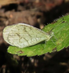 Leptosia alcesta
