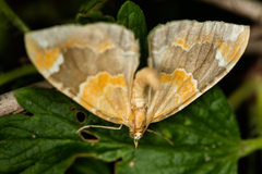 Eulithis pyropata