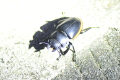 Odontolabis cuvera salvazae