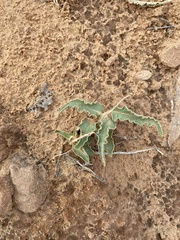 Asclepias macrosperma