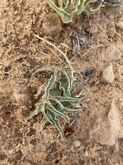 Asclepias macrosperma