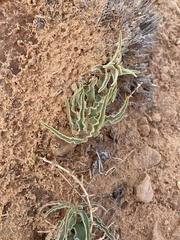 Asclepias macrosperma