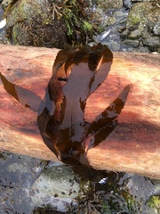 Desmarestia herbacea