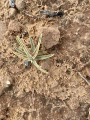Asclepias macrosperma