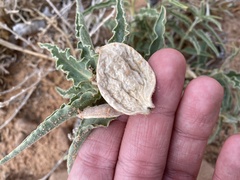 Asclepias macrosperma