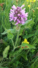 Betonica hirsuta