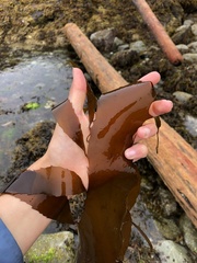 Desmarestia herbacea