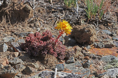 Sedum lanceolatum lanceolatum