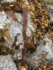 Desmarestia herbacea