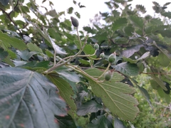 Scandosorbus intermedia