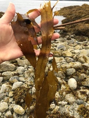 Desmarestia herbacea