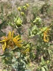 Silphium integrifolium laeve