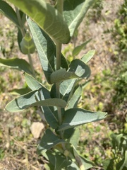 Silphium integrifolium laeve