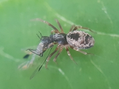 Dictyna uncinata