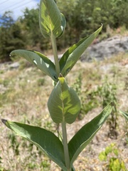 Silphium integrifolium laeve