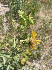 Silphium integrifolium laeve