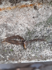 Termitoidae