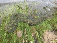 Cladophora glomerata