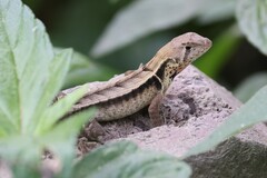 Stenocercus iridescens