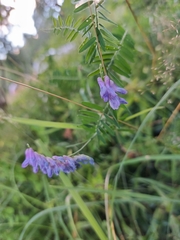 Vicia cracca