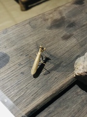 Parasphendale affinis