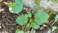Viola biflora
