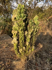 Cereus hildmannianus
