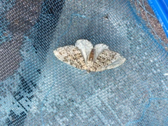 Entephria caesiata