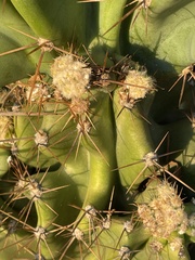 Cereus hildmannianus