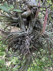 Tillandsia circinnatioides