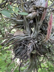 Tillandsia circinnatioides