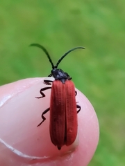 Pyropterus nigroruber