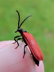 Pyropterus nigroruber