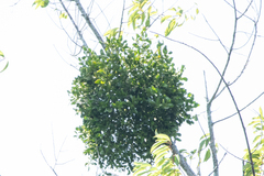 Ileostylus micranthus