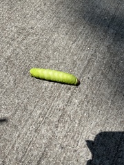 Antheraea polyphemus