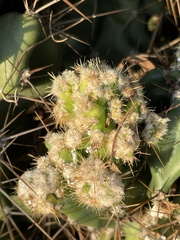 Cereus hildmannianus