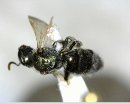 iNaturalist observation photo of Incomplete Sweat Bee