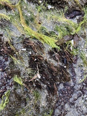 Cryptosiphonia woodii